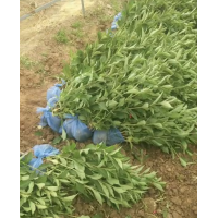 锦带 营养杯锦带出售中高度50至70公分 园林绿化小苗 河北方宇苗木花卉 电议价格