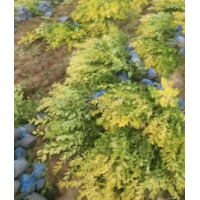 大量金叶女贞出售 庭院小区公园绿化观赏种植苗 路边园林造景用 河北方宇苗木花卉 电议