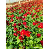 基地出售三色堇杯苗 公园景区园林地被绿化工程苗 盆栽观赏苗 三色堇 电议 英尧花卉