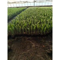 郁金香别名草麝香 旱荷花 洋水花朵大而艳丽 耐修剪易成型 源头厂家 电议 英尧花卉