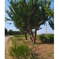 中国红梅 红梅树 红梅古桩 嫁接红梅树 电议价格 河北银都园艺 原生苗 冠幅大 生长旺盛