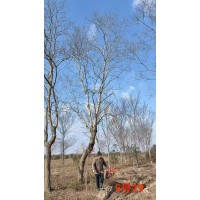 发乌桕树18-20公分价格,不仅价格低,成活率高 耐寒耐冻 育苗基地 电议 安徽朴树基地