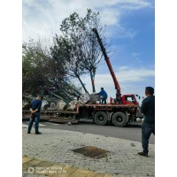 朴树 观园林工程绿化熟货拼栽精品造型乔木苗木 赵二刚家庭农场 精品朴树电议价格