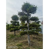 大规格榔榆树 赵二刚家庭农场 榔榆价格 皖北鹏飞苗木基地 嫁接榔榆 电议价格