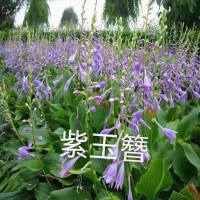 金边玉簪，银边玉簪，紫玉簪，花叶玉簪 电议价格 昊诚宿根花卉种植基地 玉簪小苗