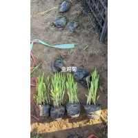 大花金鸡菊 金鸡菊盆苗 小波斯菊裸根苗 五一草花造型 电议价格 昊诚宿根花卉