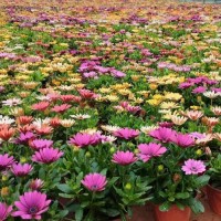 南非万寿菊穴盘苗需要的随时联系 万寿菊穴盘小苗大量供应 电议 青州美腾花卉苗木