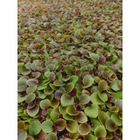 四季海棠苗 四季海棠穴盘苗基地大量现货需要的随时联系 电议价格 青州美腾花卉苗木