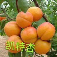 金太阳，凯特，金黄后 杏树苗 东北果树苗 各种果树美植袋苗 电议价格现货有量 鸿大种苗
