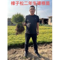 樟子松苗 樟子松二年生裸根苗 樟子松0.8-1.2米高杯苗 电议价格有量现货 鸿大种苗