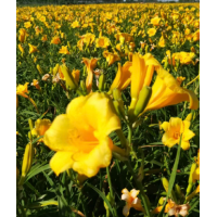 金娃娃萱草 红花萱草 大花萱草 红色海盗萱草 各种萱草苗大量供应 永诚苗圃 电议价格现货