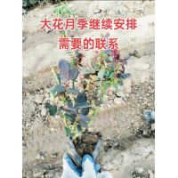 出售大花月季、丰花月季、品种月季、嫁接品种月季、藤本月季、微型月季、地被月季
