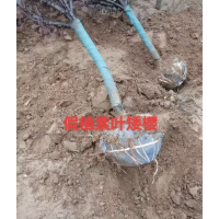 紫叶矮樱 园林绿化工程苗 基地批发 叶色亮丽 曲阳县兄弟苗圃 电议价格现货有量