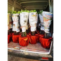 牡丹 花大色艳花期长株型优美，花后移植成活率高 齐鲁满堂红牡丹 电议价格