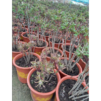 销售，春季盆栽，芍药鲜切花 菏泽市天香花木种植专业合作社 电议价格