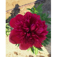 牡丹 菏泽反季节催花芍药上市 芍药鲜切花 牡丹花 牡丹盆景 电议价格 天香花木