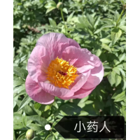 芍药鲜切花 日本进口芍药品种 芍药花 芍药苗 菏泽芍药基地 电议价格 天香花木