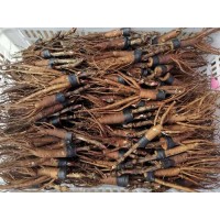 牡丹 芍药 牡丹种苗 芍药种苗 电议价格 菏泽延东牡丹园艺有限公司