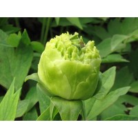 乌金耀辉 墨润绝伦 牡丹花 观赏牡丹 绿慕隐玉 豆绿 春柳 延东牡丹园艺 电议价格