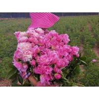 牡丹 芍药 鲜切花 芍药鲜切花 反击牡丹鲜切花 电议价格 菏泽延东牡丹园艺有限公司