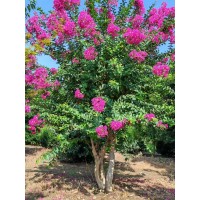 丛生紫薇2-6米 花量充足 公园广场厂区景区等绿化专用 电议价格 菏泽御思园林