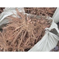 芍药种苗 易管理 经济效益高 源头产地地栽出售 各种进口精品芍药种苗 菏泽芳华园艺花卉