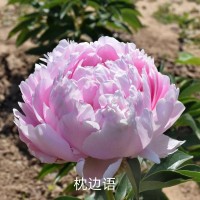 枕边语 Pillow Talk 精品芍药 电议价格 芍药鲜切花 进口芍药 山东大花芍药园艺有限公司