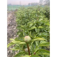 国王节 King's Day 进口芍药 芍药鲜切花 电议价格 大花芍药园艺 菏泽芍药基地