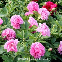 芍药 进口芍药 康乃馨花束Carnation Bouquet 电议价格 杂交种，花期很早 大花芍药园艺