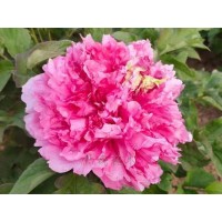 白色系 复色系 红色系 蓝色系 紫色系 粉色系 黑色系 黄色系 绿色系 牡丹苗 电议 浩森花木