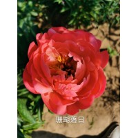 芍药鲜切花 落日珊瑚 巴次菈 天使笑脸 黄金轮 黄睡莲 餐盘 霅崩 电议价格 一泽园林