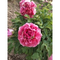 国产牡丹鲜切花 黑花魁 青龙卧墨池 豆绿 绿色 柳绿 各色牡丹鲜切花 电议 一泽园林