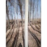 出售新疆杨8一10一12一15可以带土球 新疆杨 内蒙古苗木 瑞隆林业专业合作社 电议