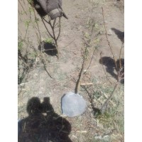 金叶榆 金叶水蜡 低价出售巴市地区露天地营养杯二年苗 电议现货有量 瑞隆林业专业合作社