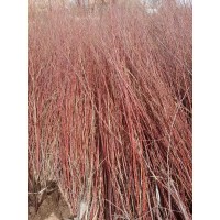 红柳 出售红柳 内蒙古绿化小苗供应 电议现货 荒漠绿化 电议 瑞隆林业专业合作社