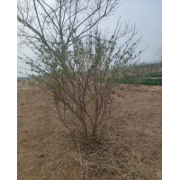 丛生丁香高度1.5-2米 丛生丁香 园林绿化树 菏泽苗木 电议价格 菏泽松景园林绿化