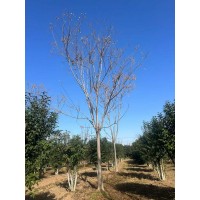 栾树15到25公分 栾树价格 园林绿化树 城市公园绿化 电议价格现货 菏泽志绿园艺