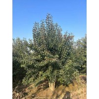 丛生大叶女贞基地直销规格齐全 3-6米丛生大叶女贞 园林绿化 电议价格 菏泽志绿园艺