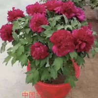 供应各种花色系牡丹小苗盆栽 花坛花境花海观赏性种植 牡丹盆景 电议价格 花峰园艺