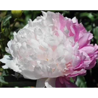 芍药 进口芍药 芍药小苗 庭院绿化造景工程配植 根粗壮易成活 电议价格 花峰园艺