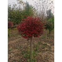火焰卫矛7-12公分 高档小区、庭院栽植 山东绿禾园林 电议价格 园林绿化树销售