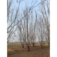 丛生青叶复叶槭7-9米 复叶槭 电议价格 山东绿禾园林 城市园林 公园景观树销售