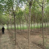 12-15原生冠国槐基地，量大保质量，欢迎选购 电议价格 园林绿化 行道树 财林苗木