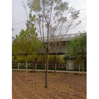 大量出售苦楝，10-20公分3万棵2-3年冠 园林绿化树 公园造景 电议价格 鲁博景观