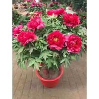 年宵花新宠:催花牡丹的优缺点 牡丹花 牡丹盆景 催花牡丹 安泰恒农业 电议价格现货