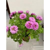 菏泽花佳园艺有限公司大量供应元旦、春节鲜花牡丹 电议价格 牡丹盆景 牡丹年宵花