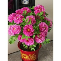 牡丹 牡丹盆景 催花牡丹 花中之王 国色天香 电议价格 菏泽花佳园艺 牡丹花价格