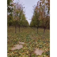 龙柱碧桃6-8公分新苗大量出圃 碧桃 园林绿化树 公园绿化造景树 电议价格 菏泽弟玉苗木