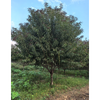 9-15公分红叶碧桃量大 红叶碧桃树 公园绿化造景 城市园林绿化 电议价格 海峰苗木