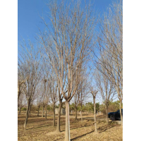 12-15公分流苏如图所示价格便宜自产自销 电议价格 园林绿化树 老东北苗木基地